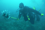 Random diving photo!